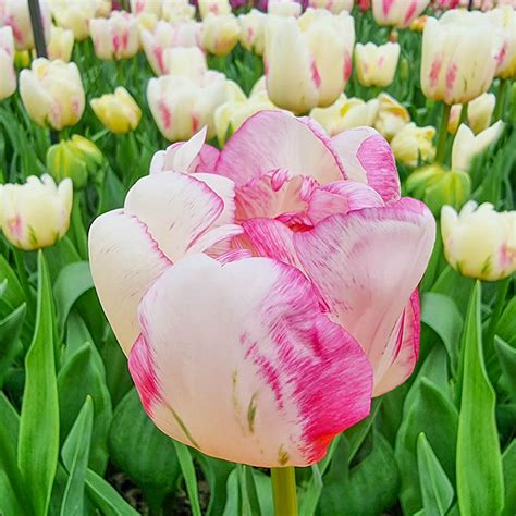 double shake tulip